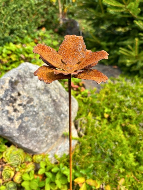 Rdzawy kwiat mak ozdoba do ogrodu