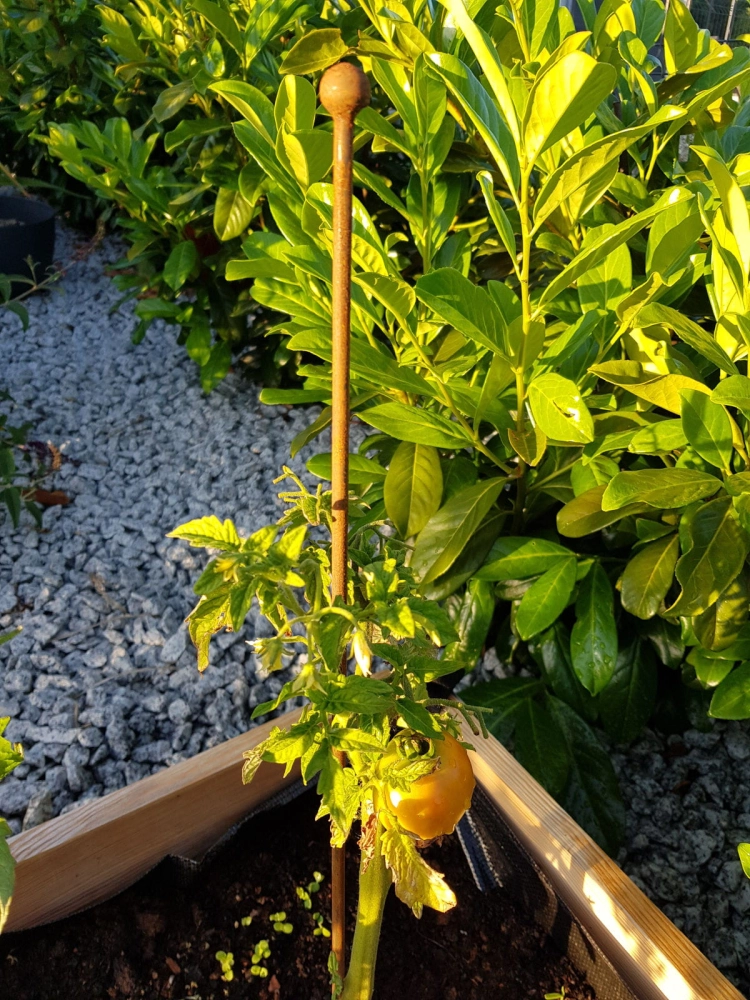 Podpora do pomidorów 118 cm z dekoracyjną kulką w ogrodzie