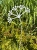 Dekoracja z metalu do ogrodu kwiat pietruszka