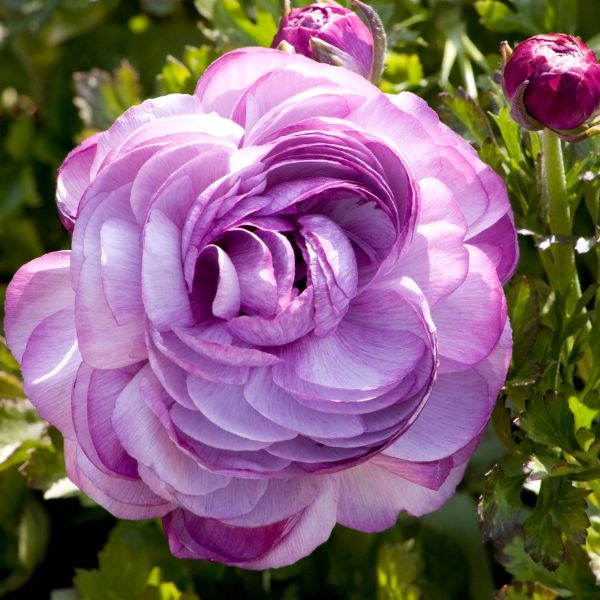 Jaskier - azjatycka róża