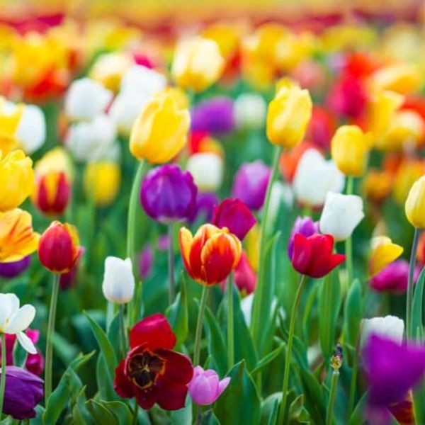 Tulipany - pierwsze wiosenne kwiaty