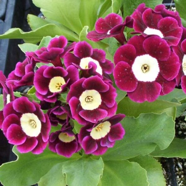 Prymula - wiosenny kwiat 